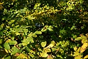 San damiano d'Asti - Colori d'autunno 2009_46